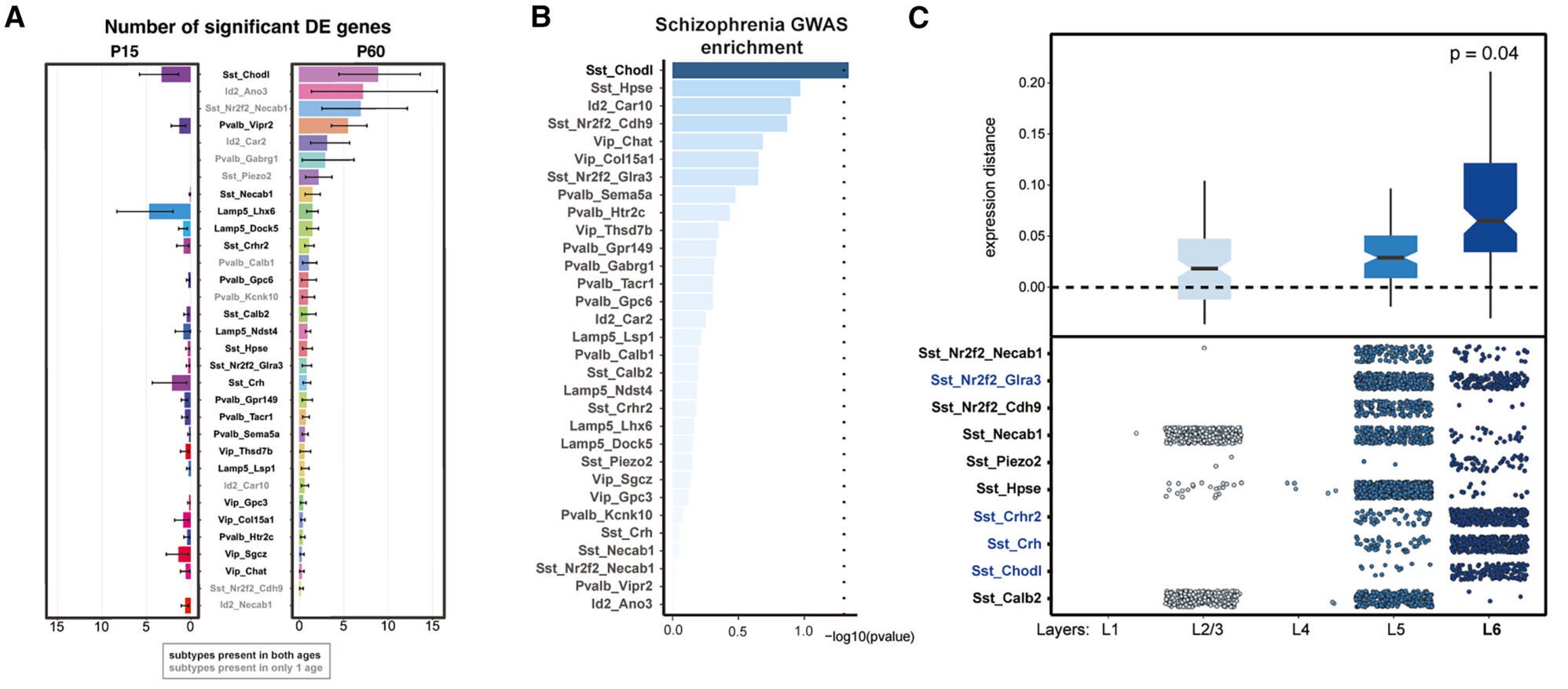 Maturational pathways related to synaptic density and ion channel activity are dysregulated in Sst_Chodl neurons in 15q13.3/+ mice