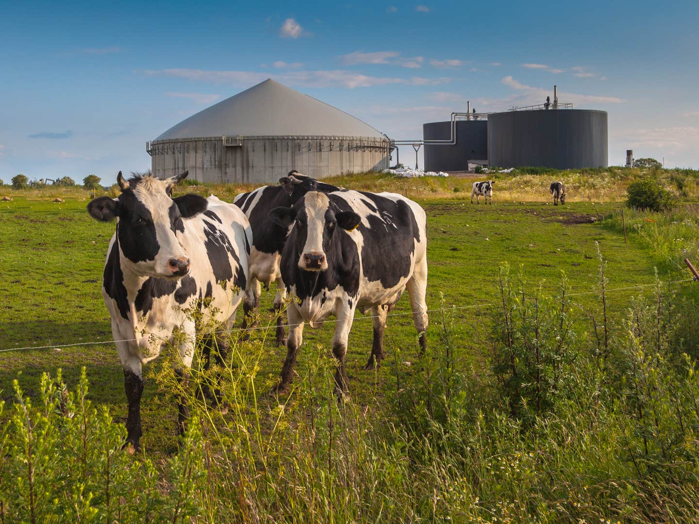 AI helps predict phosphorus recovery from manure, turning farm waste into a sustainable farming resource.