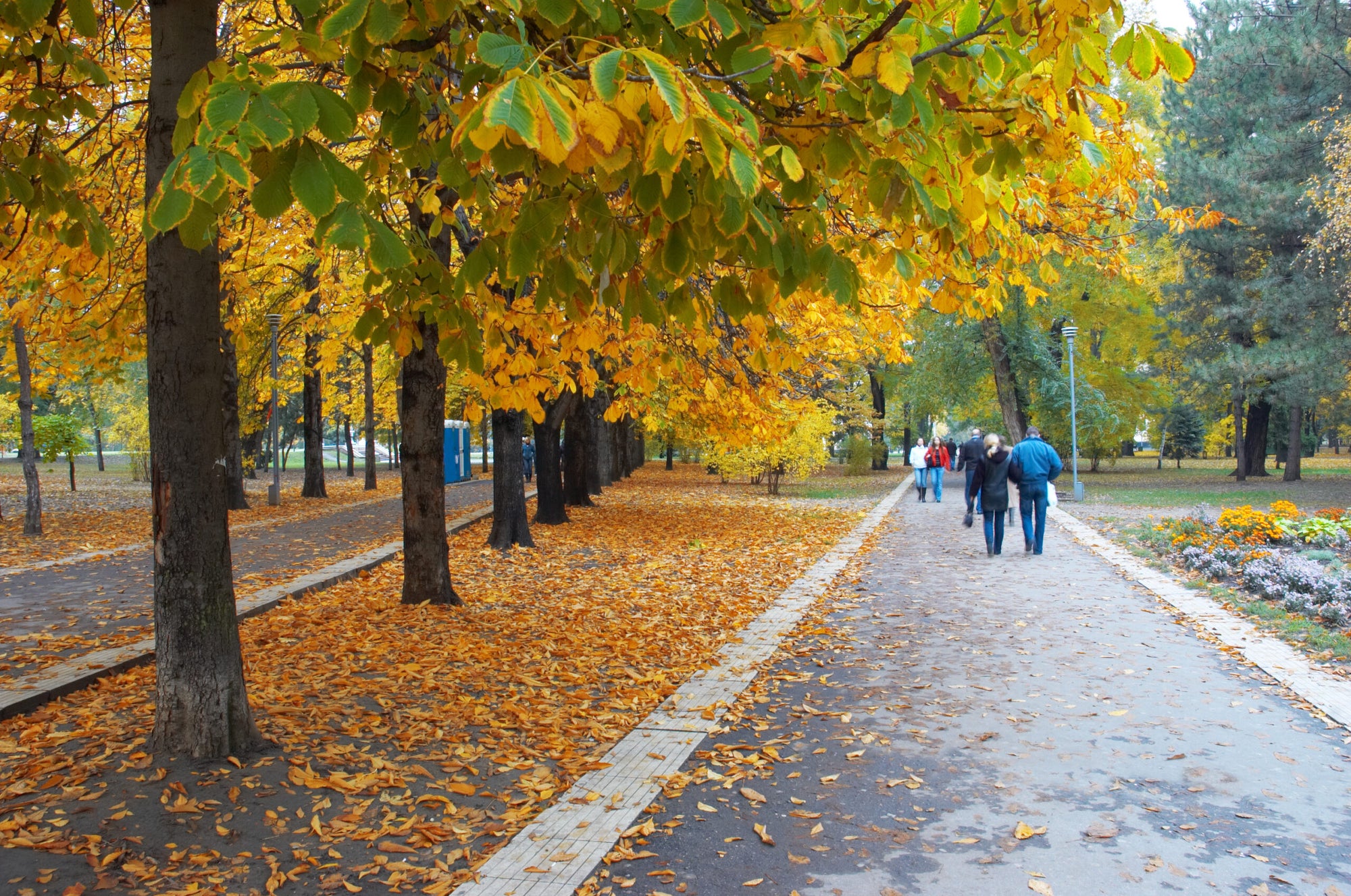 Tree-lined streets could be the secret to fewer pedestrian falls – The Brighter Side of News Tree-lined streets could be the secret to fewer pedestrian falls – The Brighter Side of News