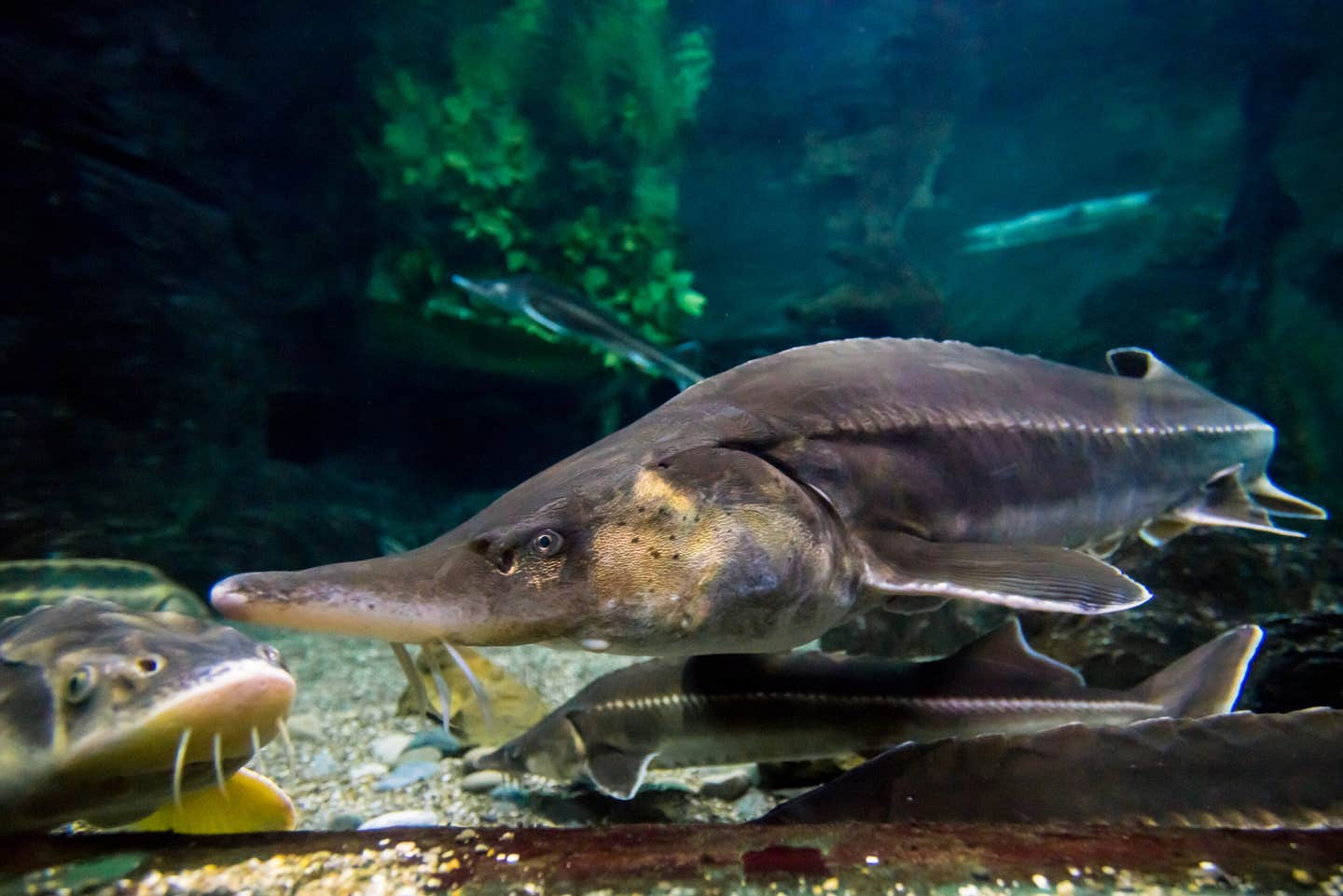 Lake sturgeon return to Big Stone Lake after 80 years, marking a major ecological recovery in Minnesota.