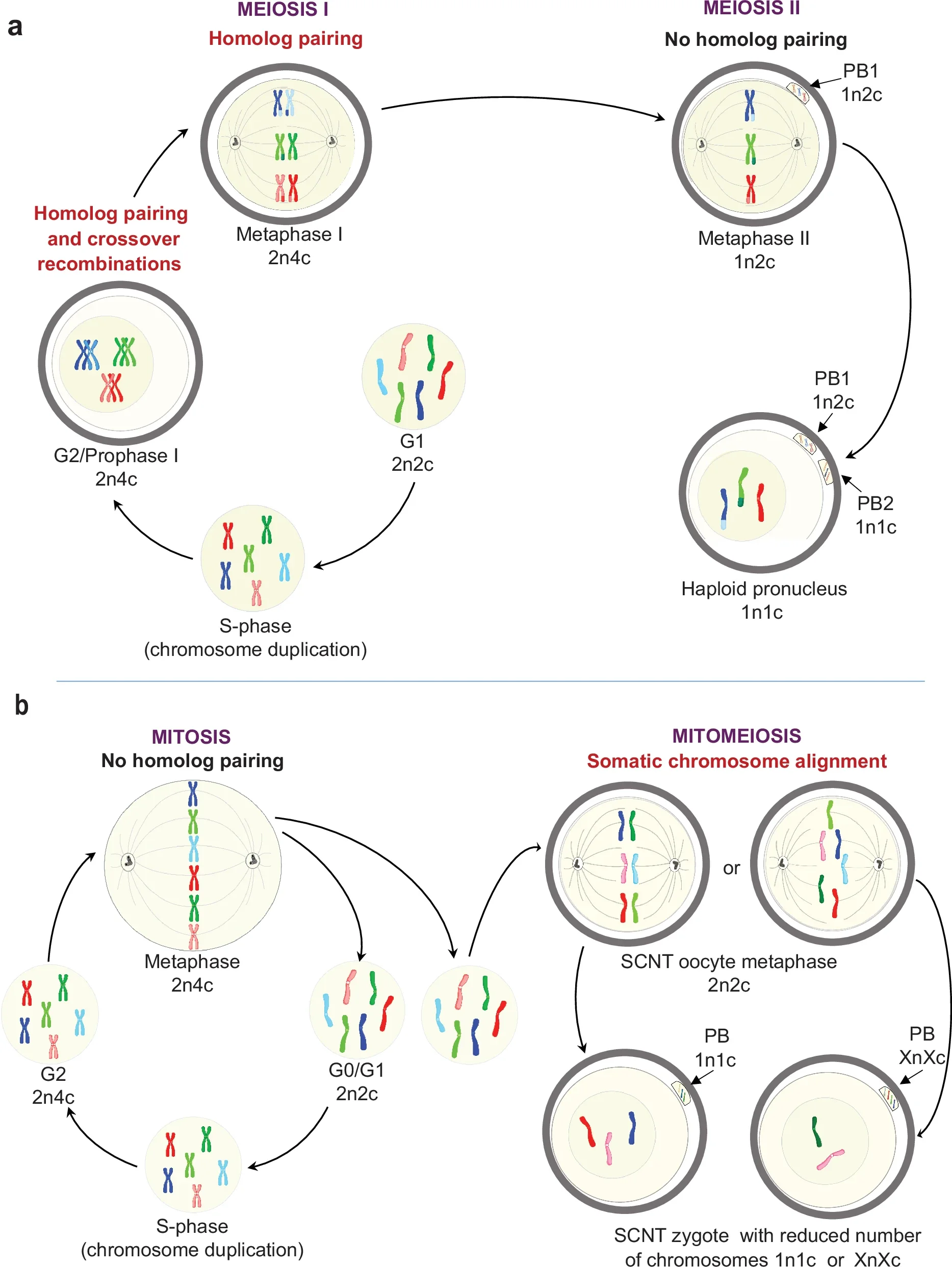 A schematic cell cycle and chromosome segregation mechanisms to daughter cells during canonical mitosis, meiosis I and meiosis II vs. mitomeiosis, an experimental reductive cell division induced in non-duplicated (2n2c) somatic cell genomes.