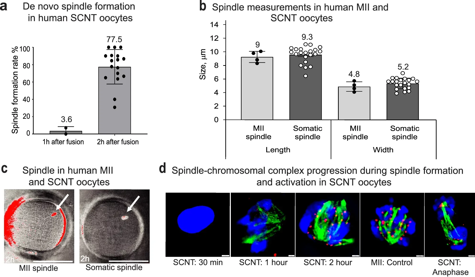 Somatic nuclei containing nonreplicated (2n2c) genomes can enter prematurely the metaphase upon transfer to MII cytoplasts but do not respond to sperm induced activation.
