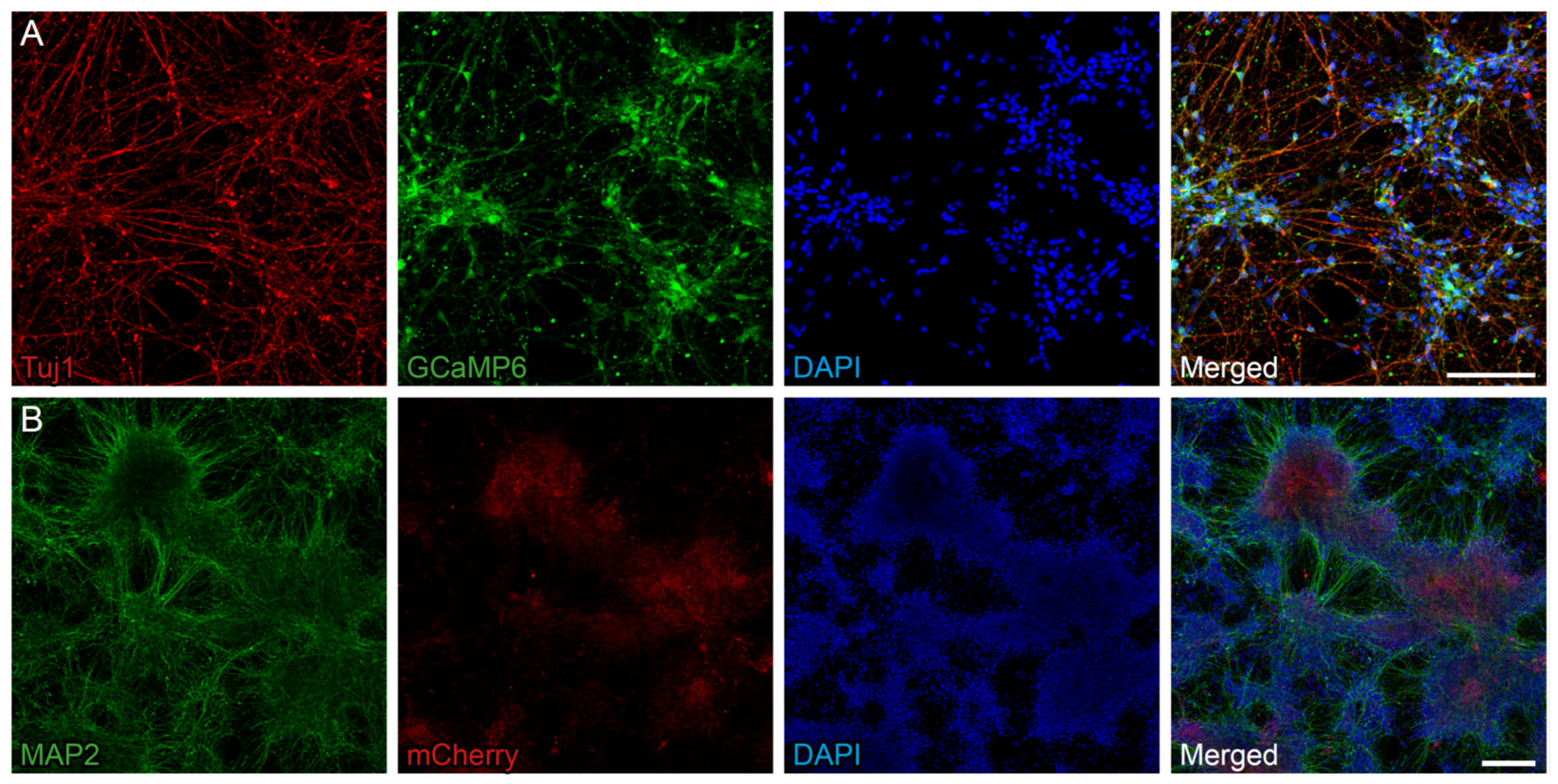 Overexpression of BDNF in human iPSC-derived NPCs expressing a calcium indicator.