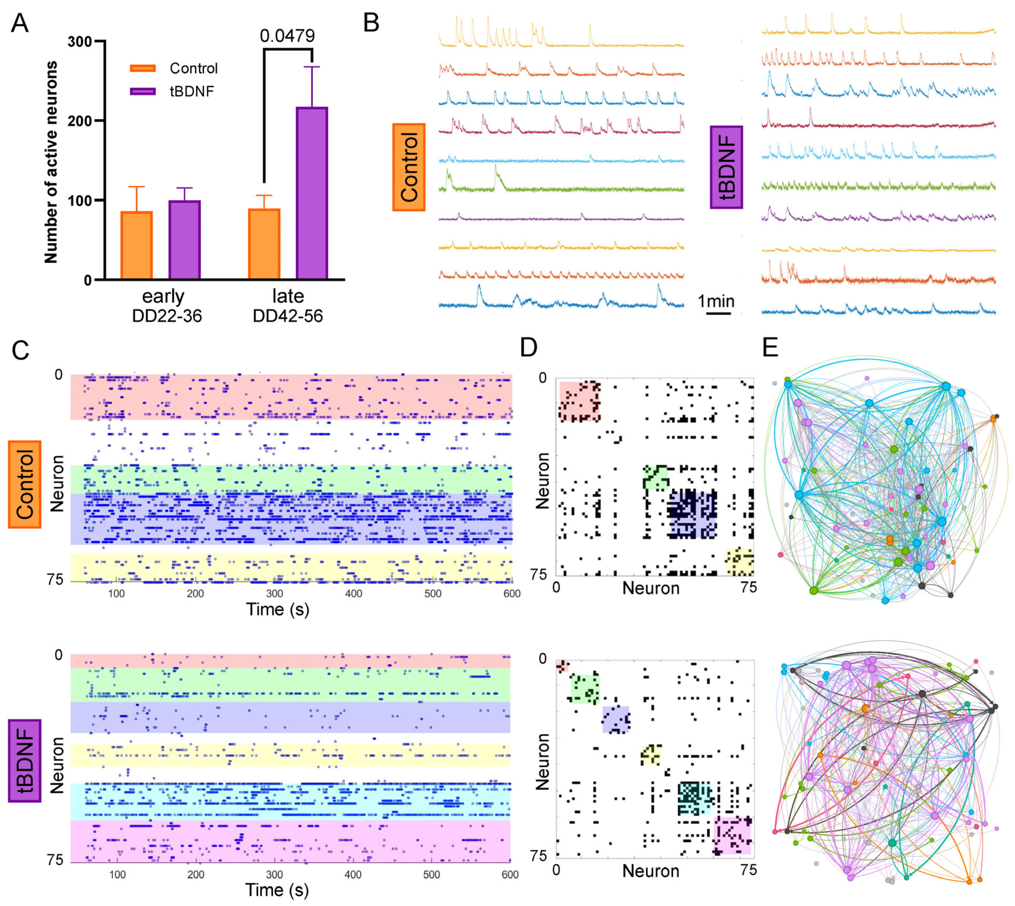 BDNF overexpression increases the number of active neurons without altering network topology.