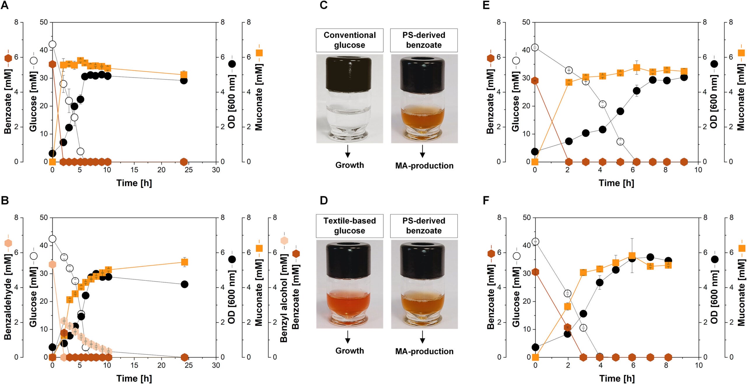 Upcycling of polystyrene-derived benzoate to MA using P. putida MA-1. 