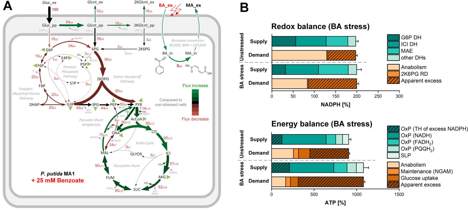 Carbon flux distribution across different P. putida strains as determined by 13C metabolic flux analysis.