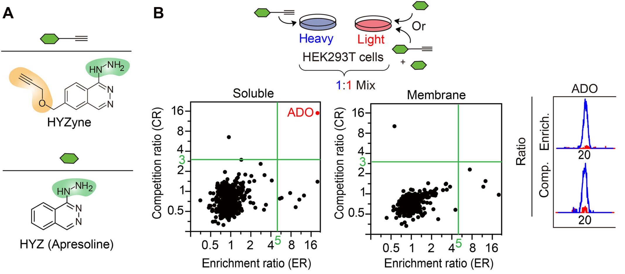 Structures of HYZ drug and corresponding alkynylated drug probe (HYZyne). Hydrazine pharmacophores are shown in green, and chemical modifications to incorporate the clickable alkyne handle are shown in orange.