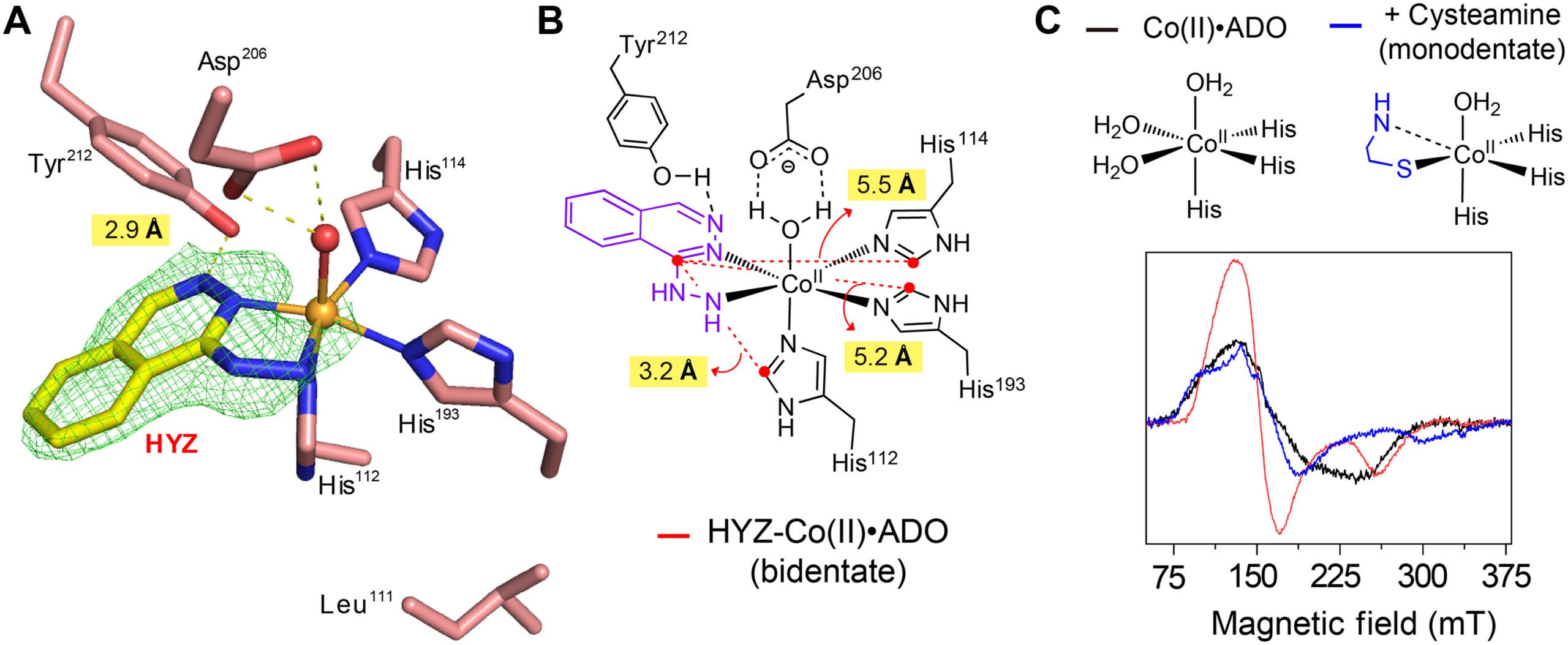 Determination of cocrystal structures of human ADO and HYZ.