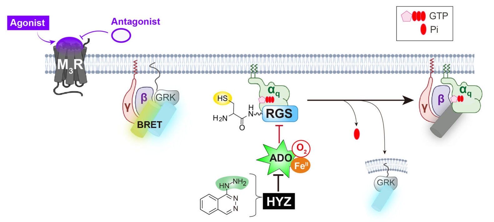 Schematic diagram of the bioluminescence resonance energy transfer (BRET) assay. The rate of G protein deactivation is reflected as the rate of decrease in BRET signal. 