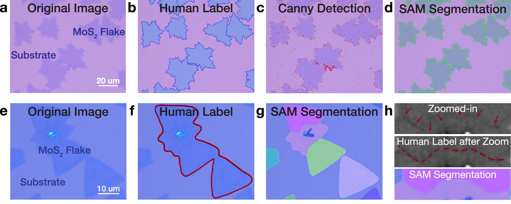 Spatial segmentation enabled by Segment Anything Model and Topological Correction.