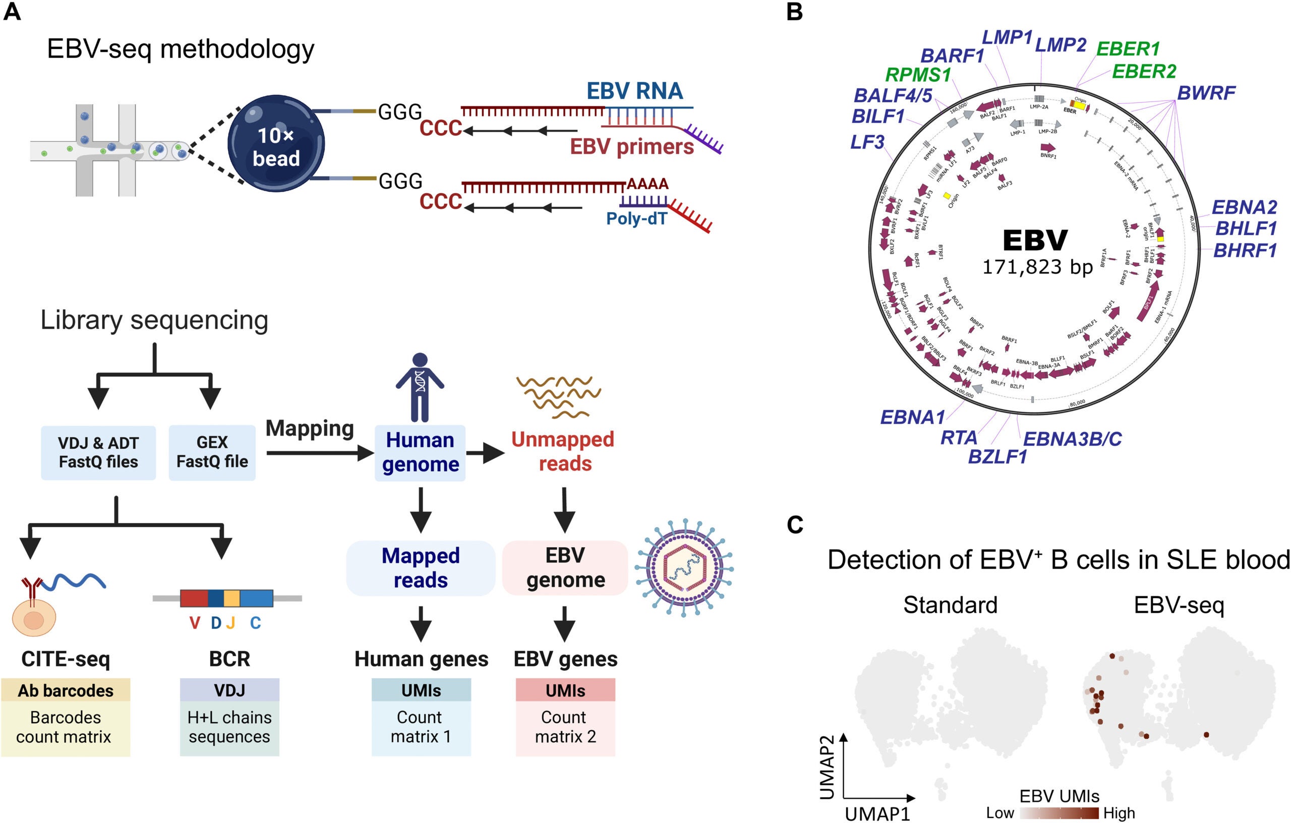 EBV-seq enables identification of EBV-infected B cells.