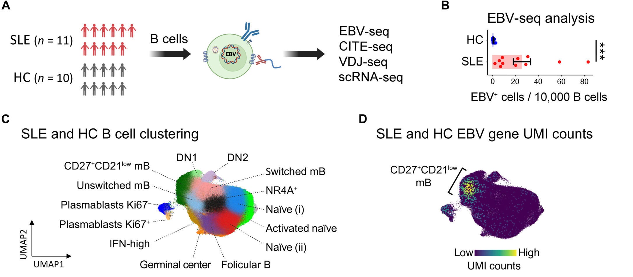 EBV-seq analysis of blood from patients with SLE identified EBV+ B cells predominantly in latency with some B cells expressing lytic reactivation genes.