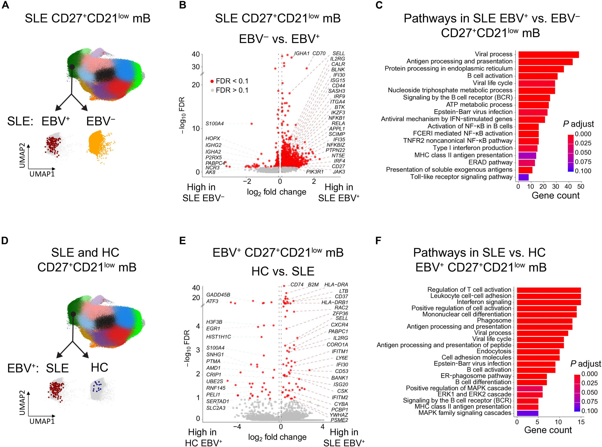 SLE EBV+ CD27+CD21low memory B cells exhibit activation as APCs.