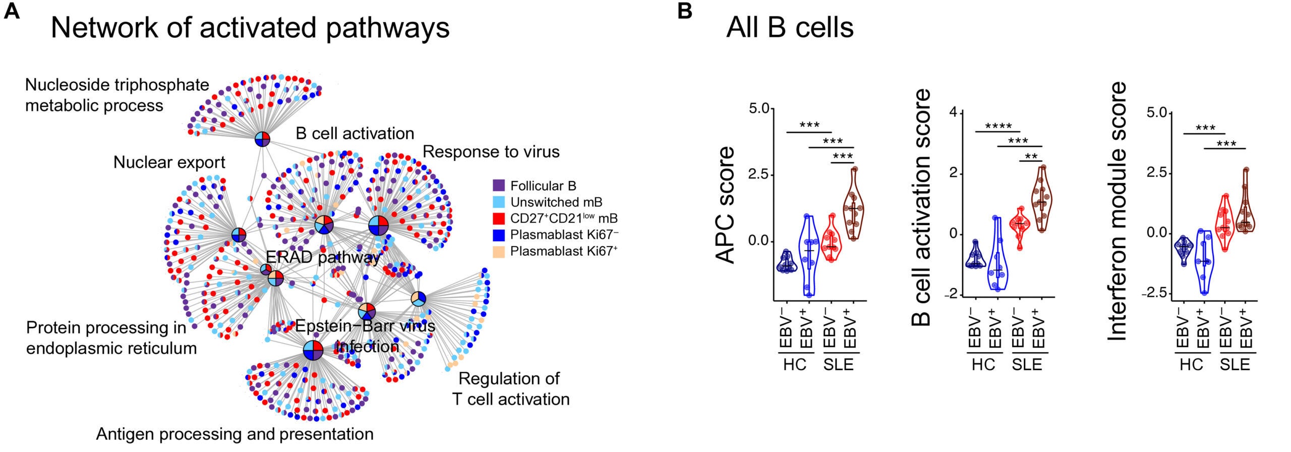 EBV+ B cells in SLE harbor distinct transcriptional programs and developmental trajectories toward CD27+CD21low memory and plasmablast phenotypes.