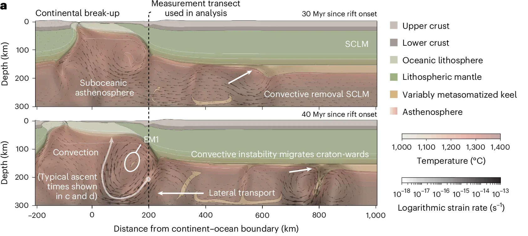 Geodynamic simulations of convective erosion of lithospheric keels and lateral transport of removed domains.
