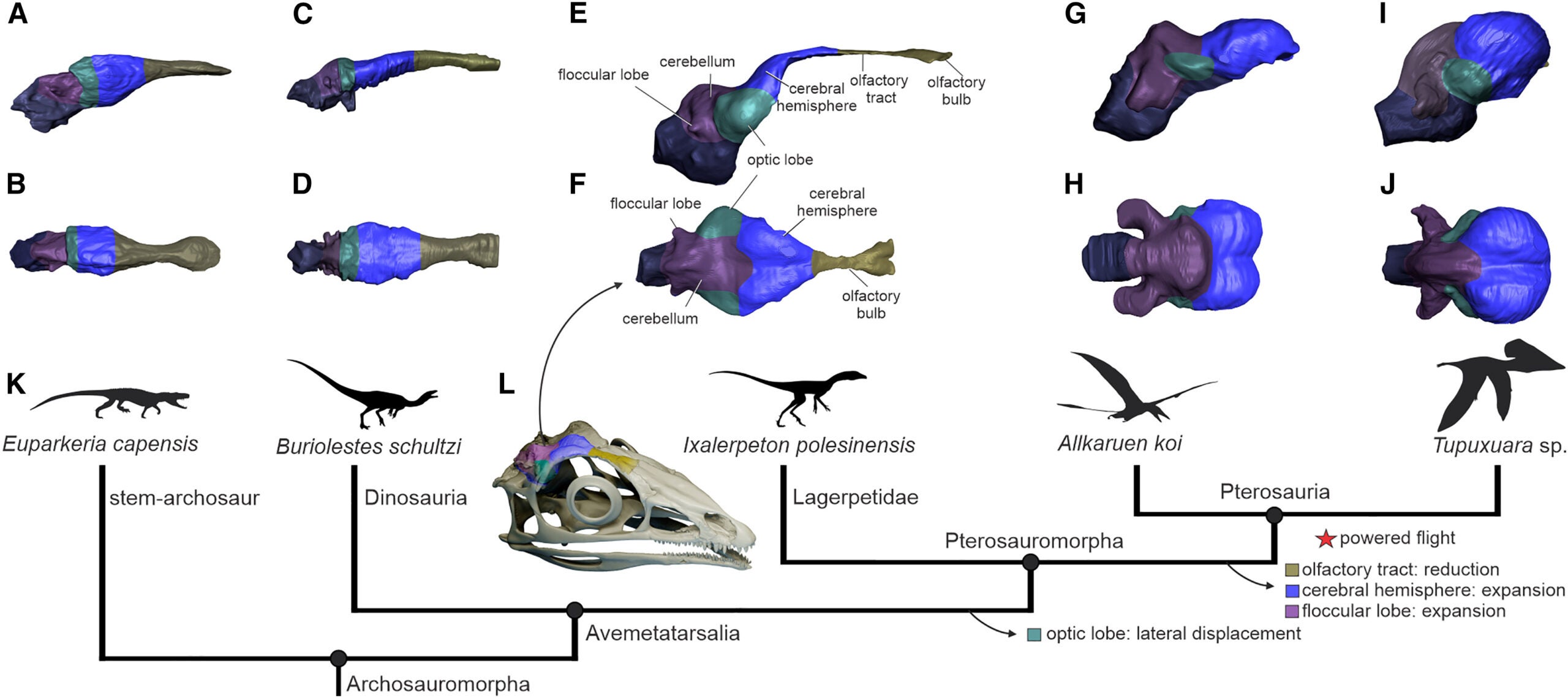 The assembly of the pterosaur brain, based on new information from the lagerpetid Ixalerpeton polesinensis