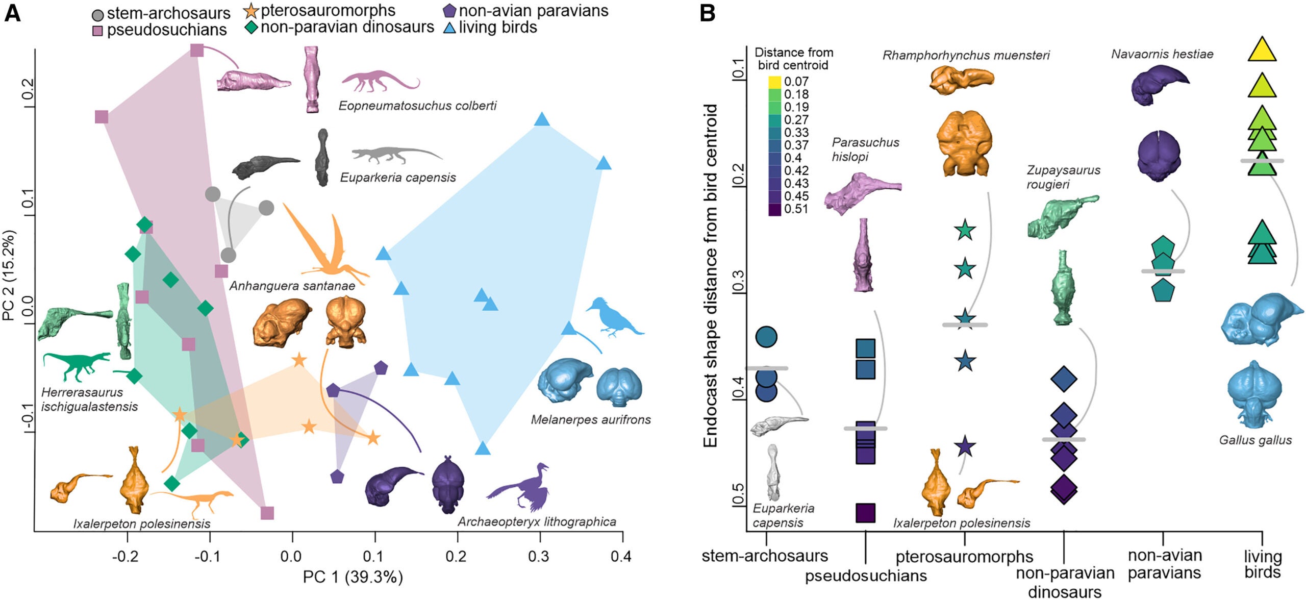 Brain morphospace and shape distance of cranial endocasts to bird endocranial centroid