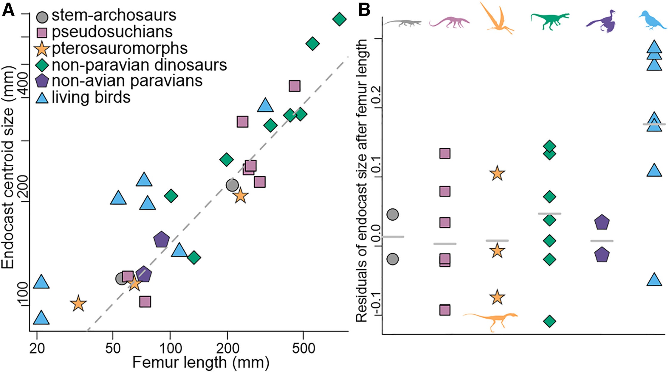 Cranial endocast relative size based on centroid size/femoral length