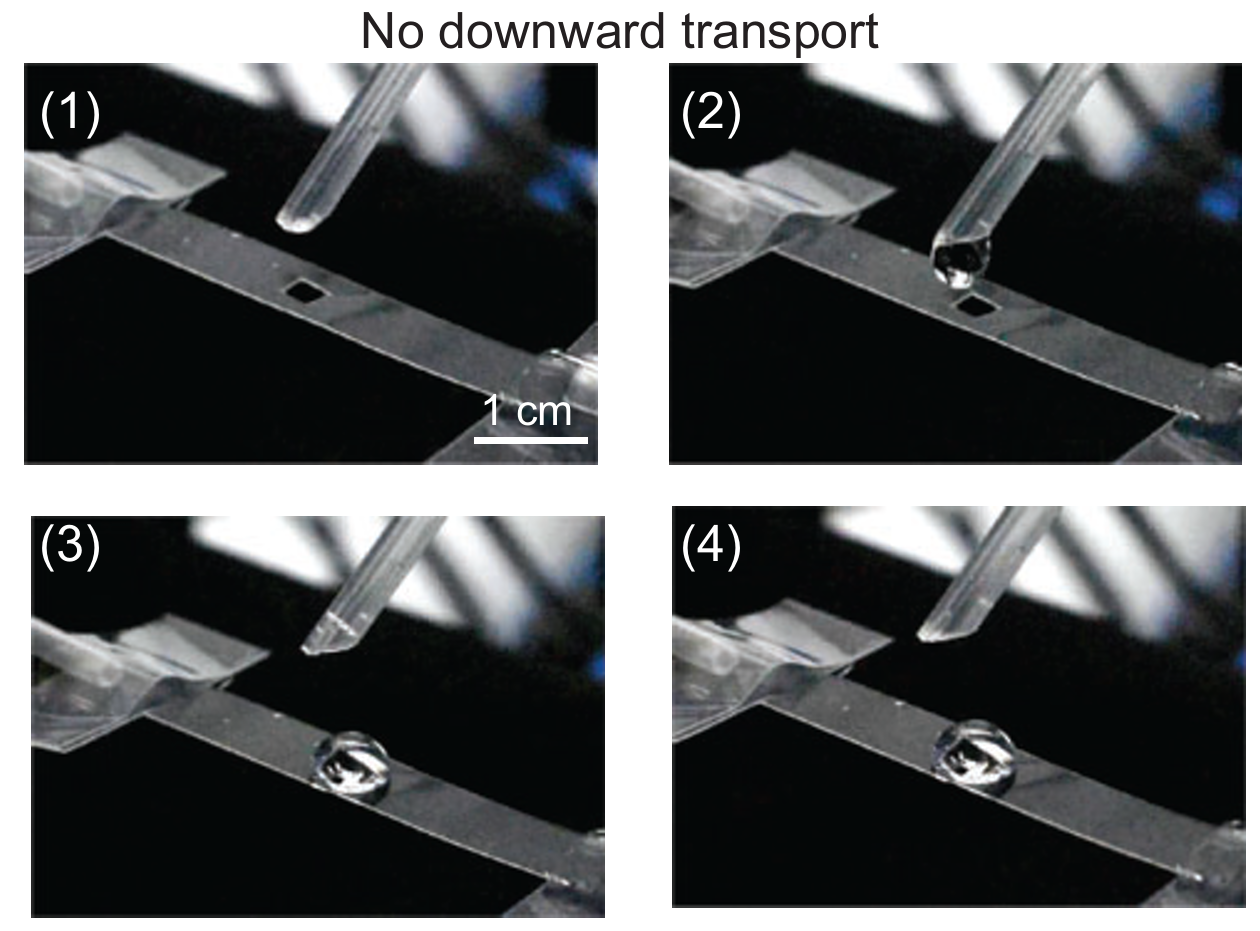 Digital photos show that the droplet does not transport upward or downward through the hole under a certain pressure when the other side is air.