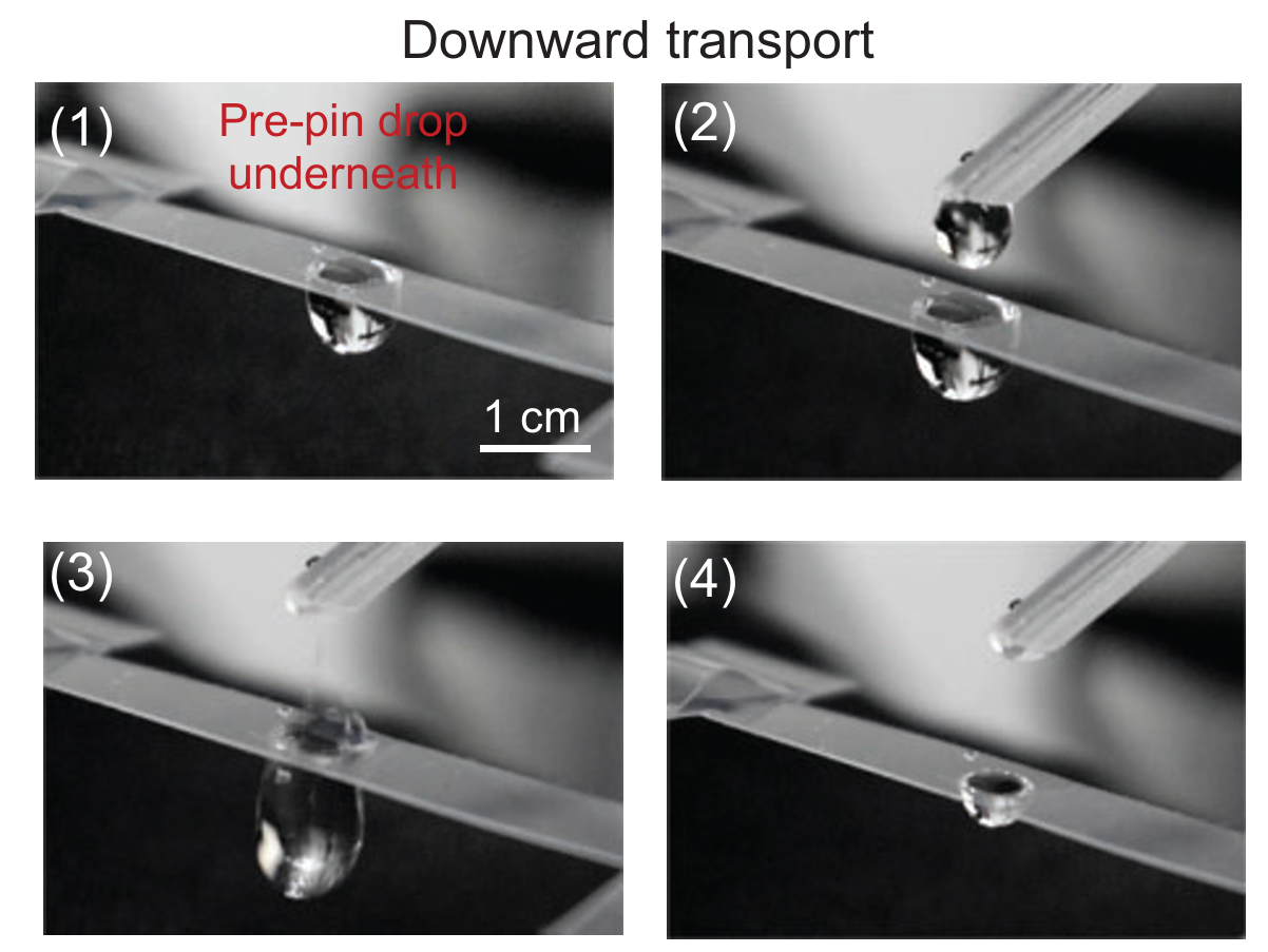 Digital photos show that the droplet spontaneously transports downward through the hole when pre-pinning water is beneath the hole.