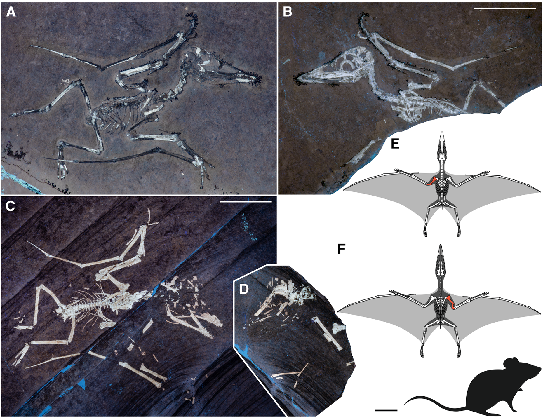 Neonatal examples of Pterodactylus antiquus displaying perimortem wing fractures
