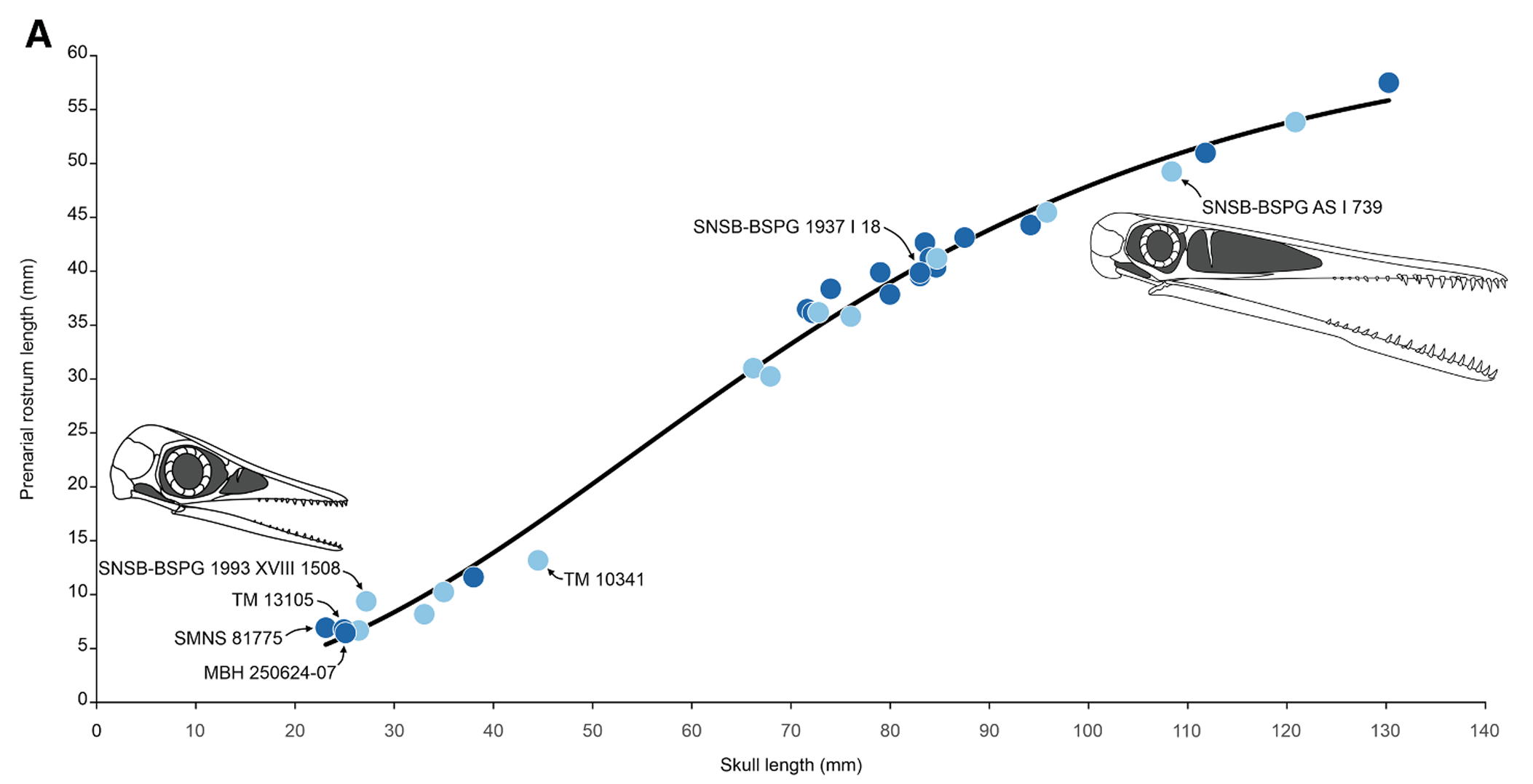 Plot illustrating the relationship between skull length and prenarial rostrum length, demonstrating changes in cranial proportions throughout ontogeny along a logarithmic curve, from osteologically highly immature (neonates) to larger juvenile individuals. 