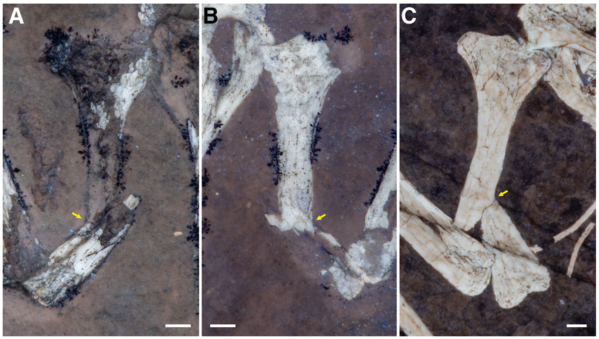 Comparison of oblique diaphyseal humeral fractures in Pterodactylus antiquus