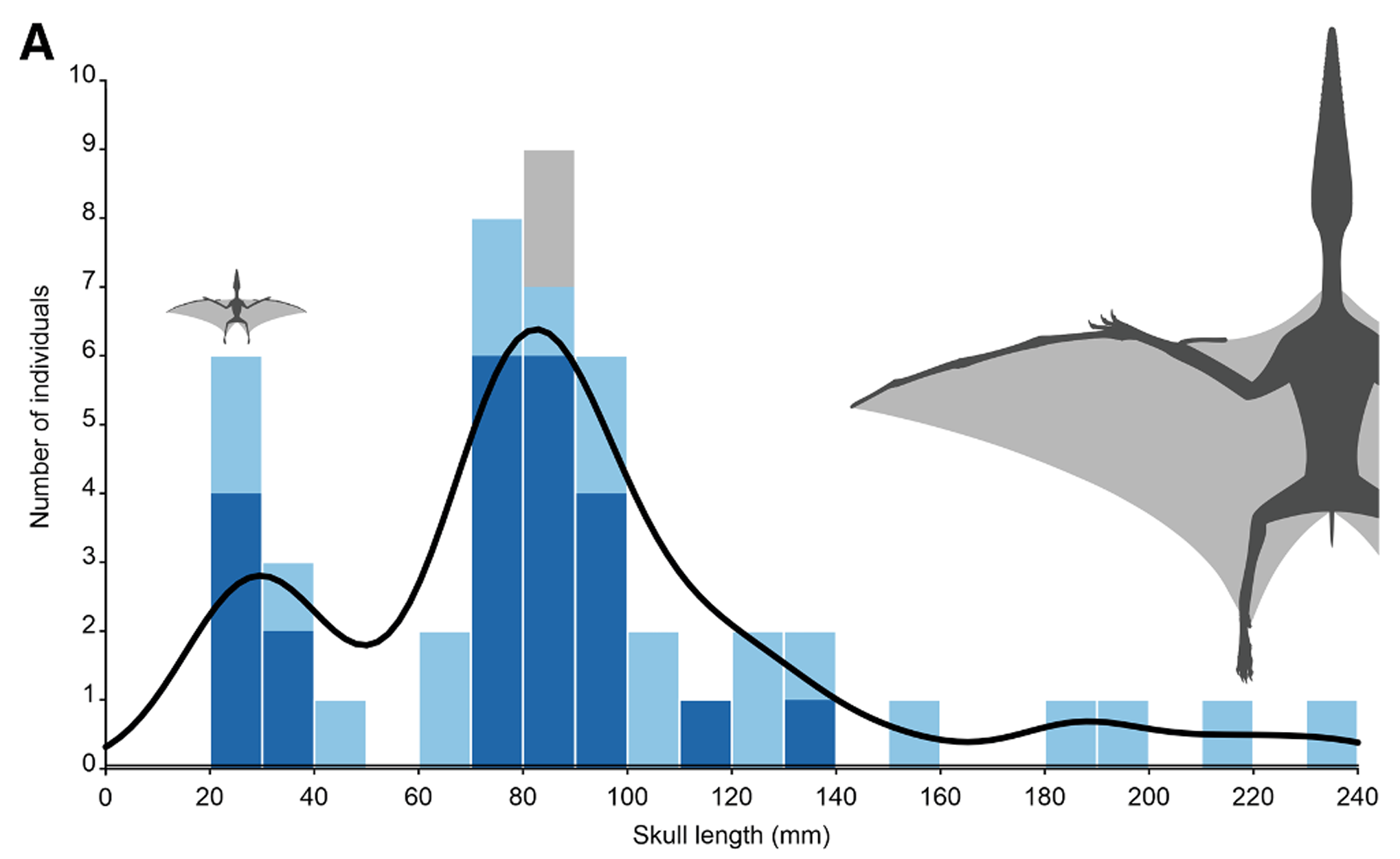 Size-frequency histogram illustrating a catastrophic mortality profile with kernel density estimate, primarily comprised of neonate and osteologically immature individuals.