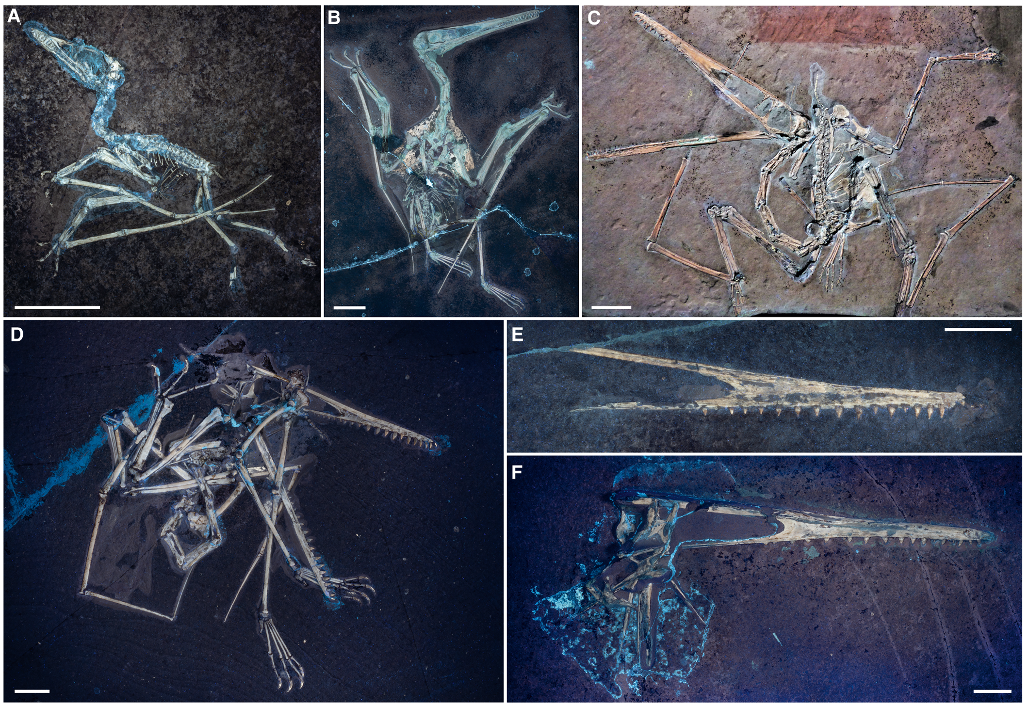 Examples of different taphonomic classes in Pterodactylus antiquus photographed under UV light 