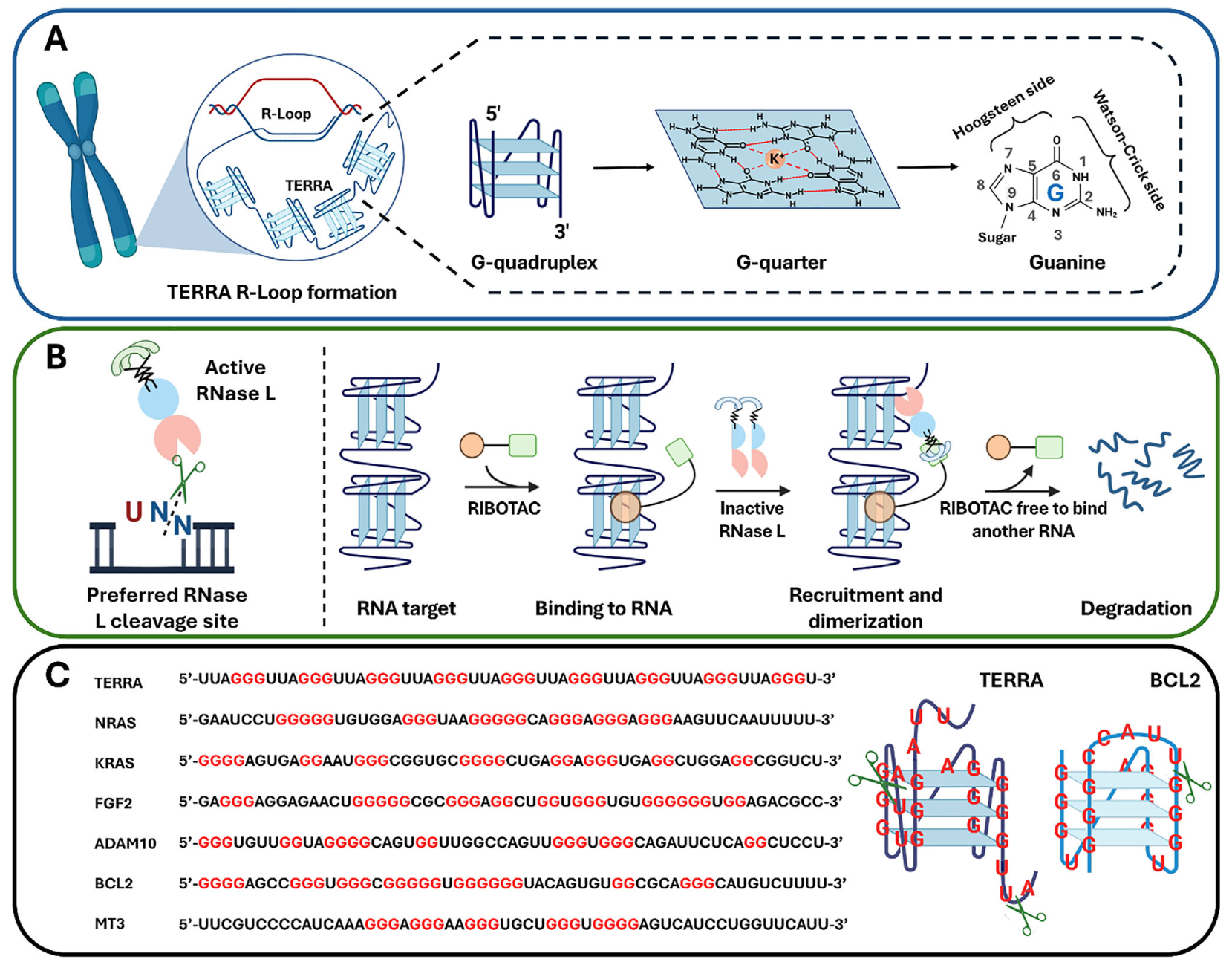 Schematic illustration of TERRA structure and RIBOTAC-mediated mechanism of action.