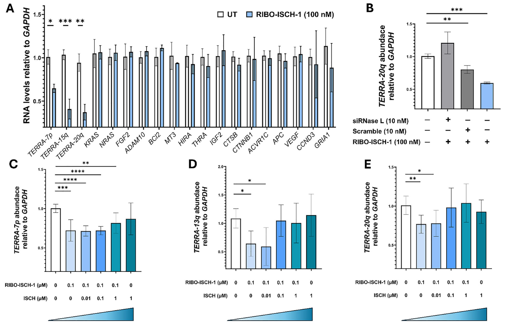 Selectivity, RNase L dependence, and competition binding of RIBO-ISCH-1 in HeLa and U2OS cells.