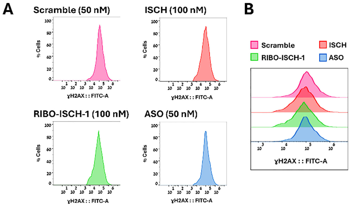 Evaluation of DNA damage, APBs formation, and clonogenic potential following treatment with RIBO-ISCH-1. 