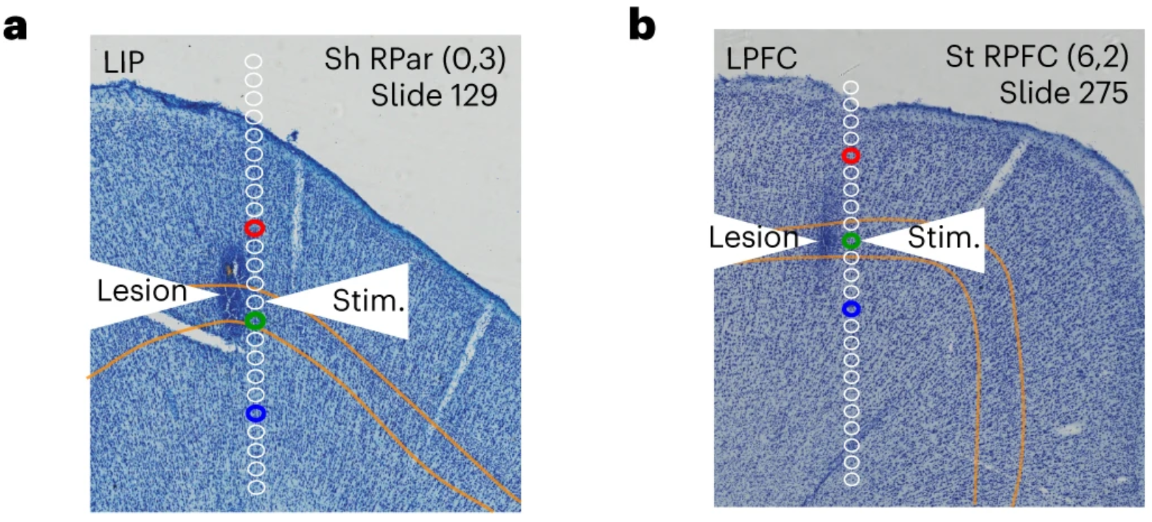 Histological mapping of spectrolaminar motif of relative LFP power with respect to anatomical layers.