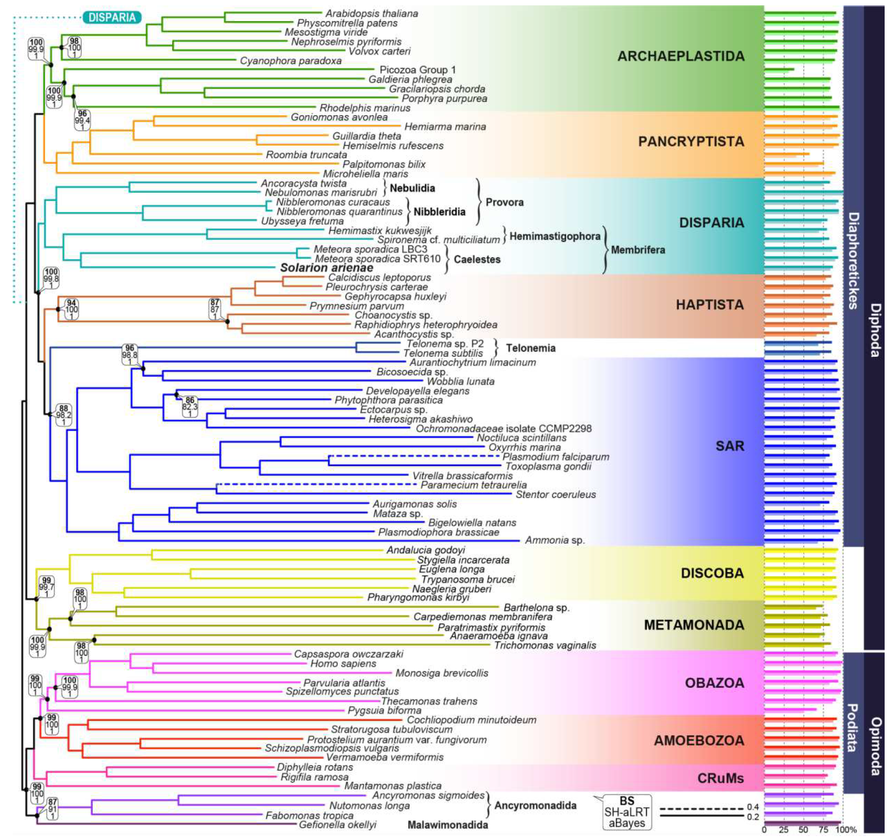 Phylogenomic analysis: Maximum likelihood phylogenomic amino acid tree of 87 eukaryotes encompassing the breadth of known diversity, built with IQ-TREE v2 under ELM+C60+G4 model.