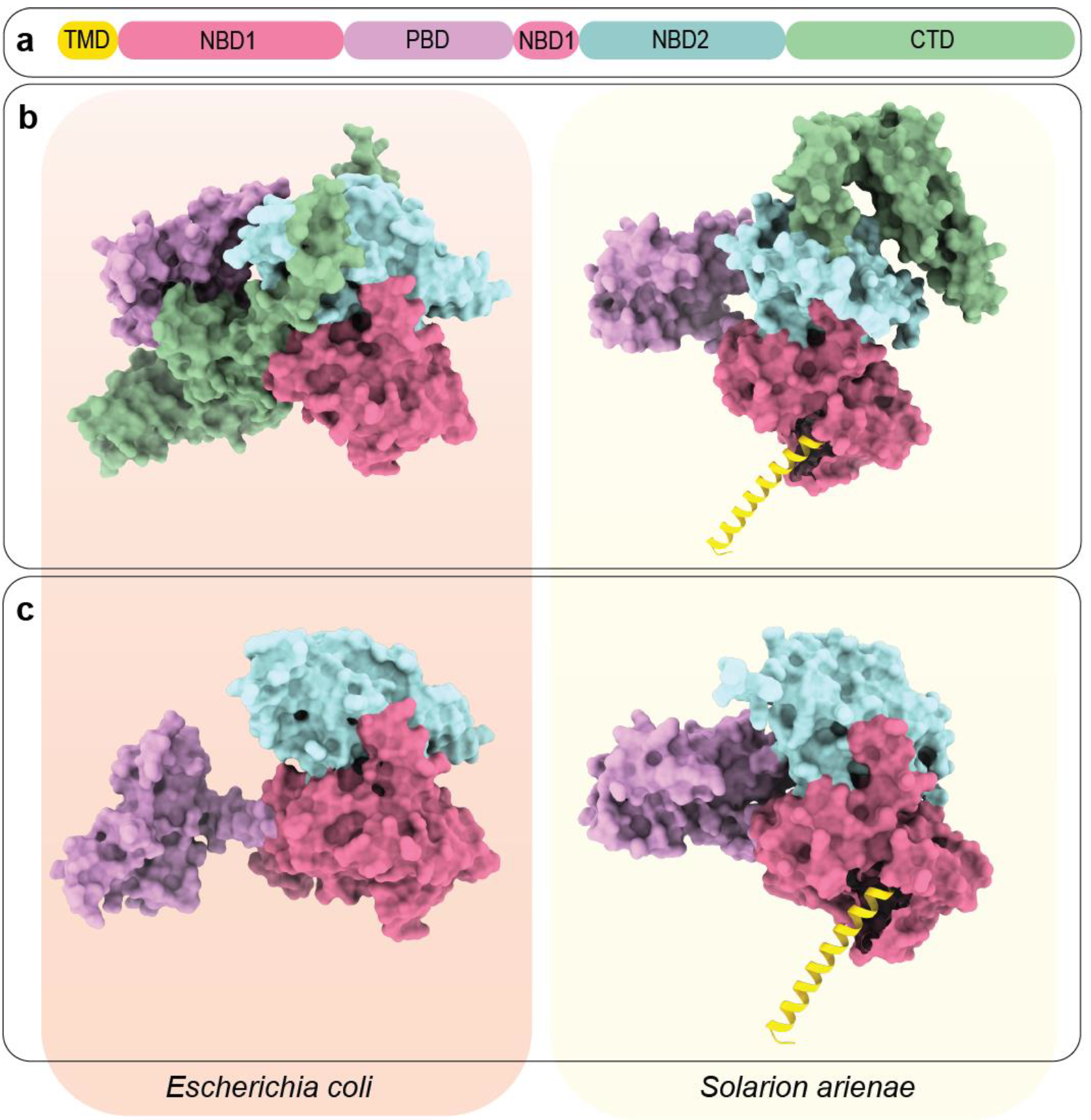 Alphafold predictions of mitochondrial SecA protein of S. arienae