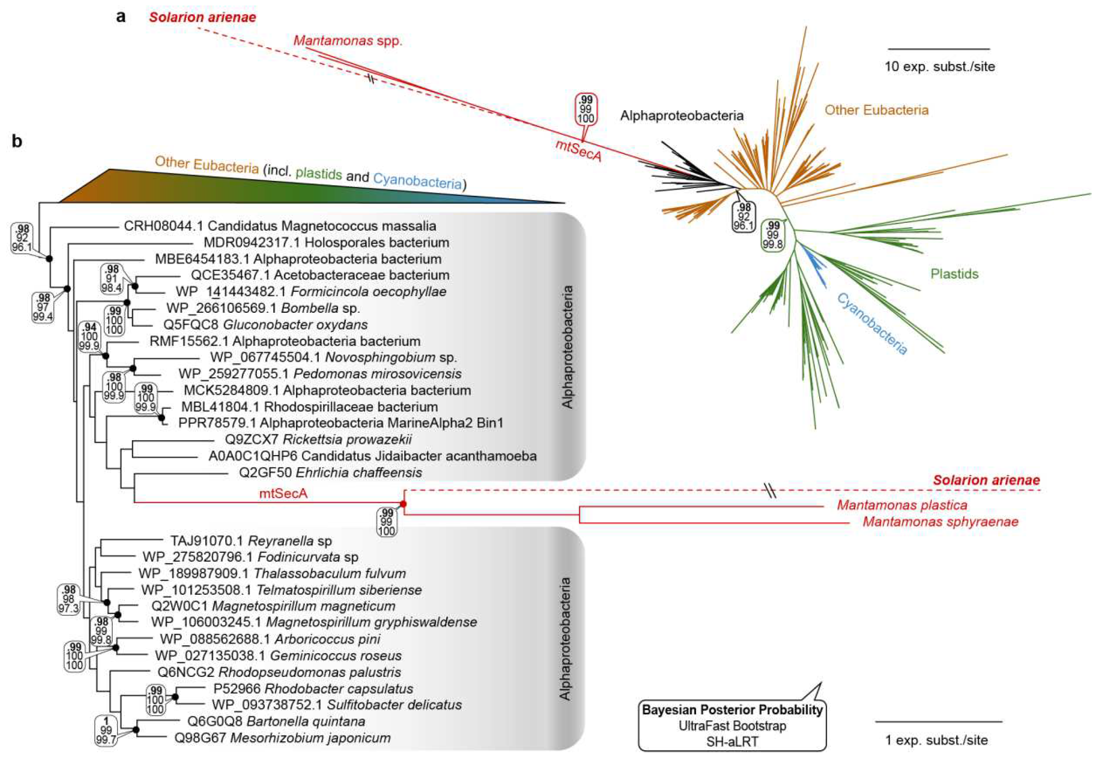 Phylogenetic analysis of mitochondrial SecA protein of Solarion arienae.