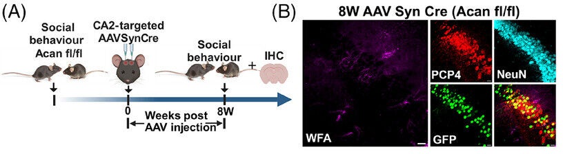 Genetic and enzymatic CA2 PNN disruption impairs social memory. Schematic of social memory assessment before and after genetic deletion of CA2 PNNs.