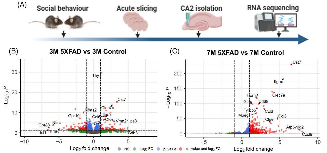Transcriptomic analysis of age-dependent CA2 area gene expression changes in 5XFAD mice.