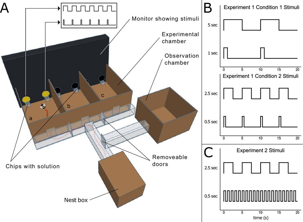 Experimental apparatus and temporal patterns of light stimuli.