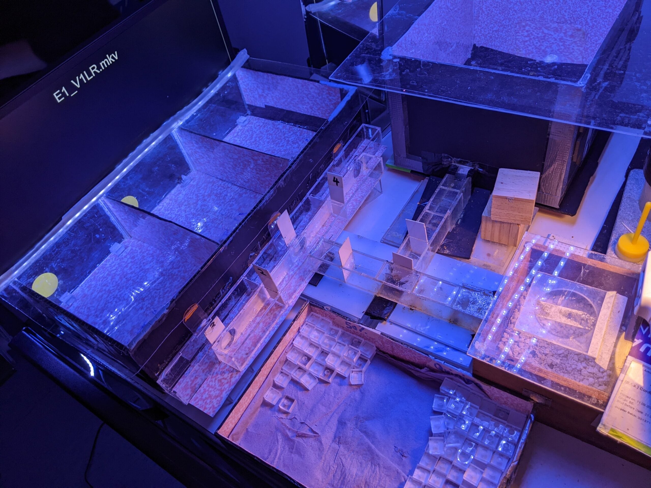 Experimental Apparatus. On the right is the wooden nest box where bees live. It is connected by acrylic tunnels to the observation chamber at the top of the picture and the three experimental compartments on the left. Bees feed in the observation chamber and those bees that were motivated to feed (active foragers) were chosen for experiments. 