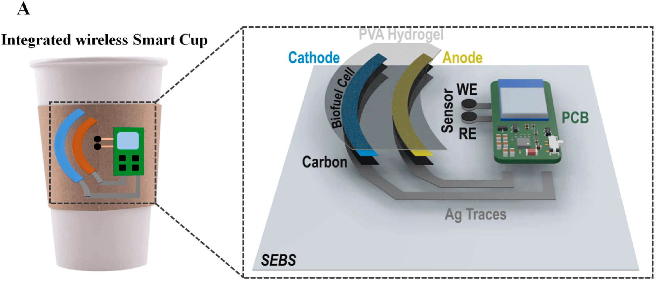 A wireless, BFC powered, sweat-based vitamin C sensing system. A. Schematic of the Smart Cup with BFC, vitamin C sensor, electronics, PVA hydrogel and stretchable SEBS substrate.