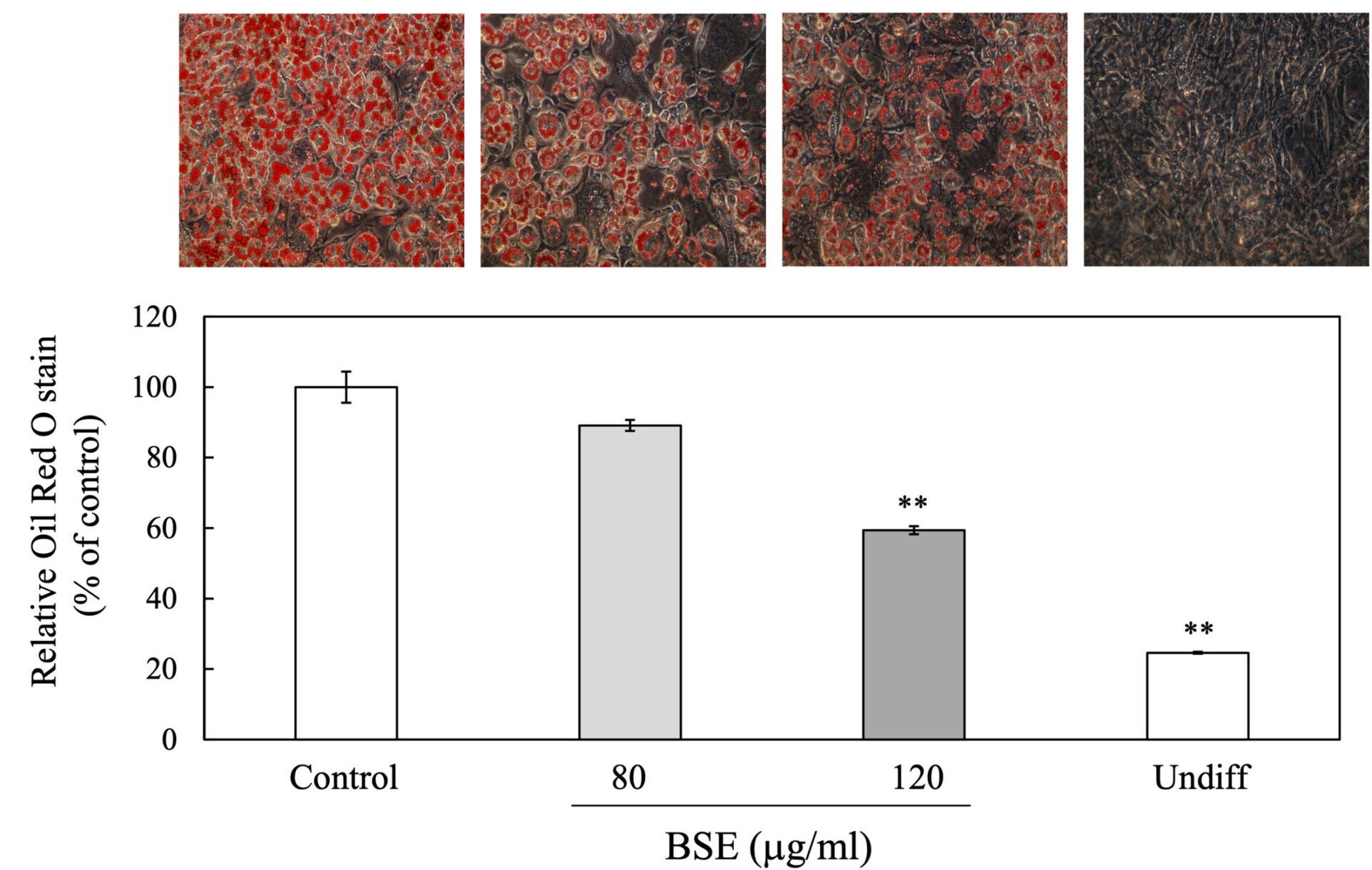 Representative images of oil red O staining in 3 T3-L1 cells. Intracellular lipid levels were measured through oil red O staining 8 days after initiating differentiation. 
