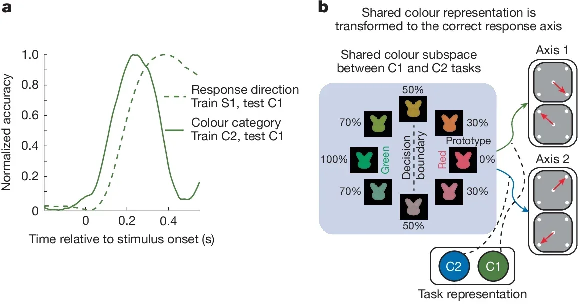 Shared representations were transformed into shared motor representations during the task.