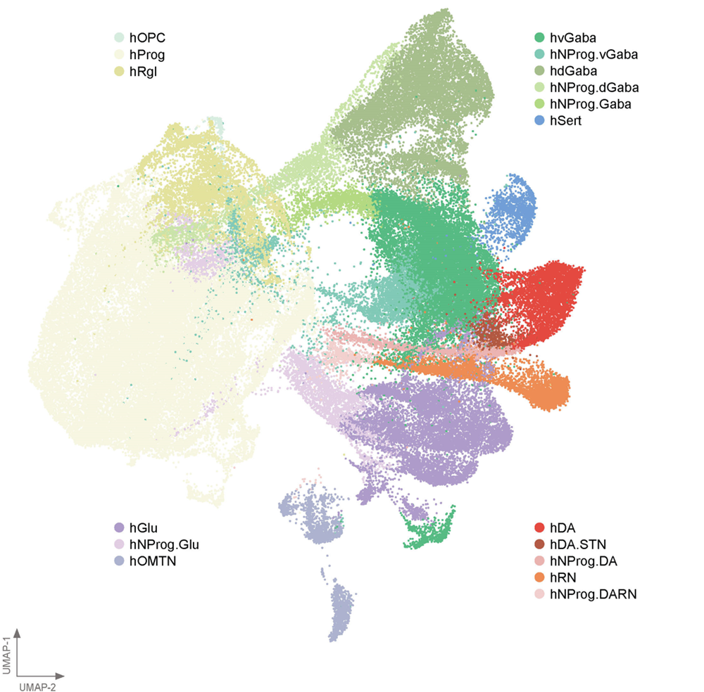 A BrainSTEM map of the different cell types in the midbrain.