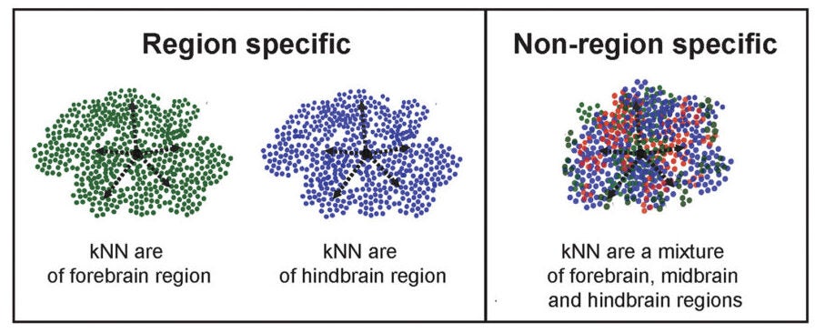 Schematic depicting the determination of region specificity by comparing the region identity of each cell’s k-nearest neighbors.