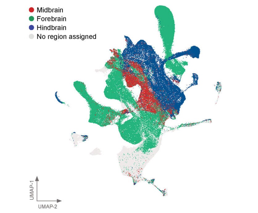 UMAP plot of fetal whole-brain atlas showing the brain region identity.