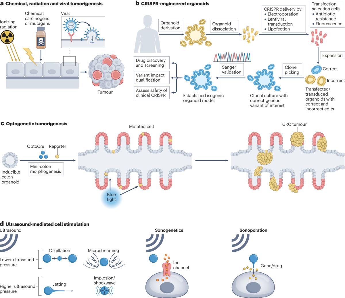 Methods of inducing carcinogenesis in vitro in engineered tissues.