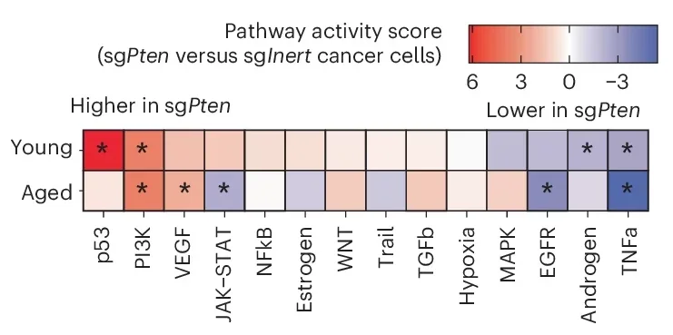 Pathway activity scores comparing PTEN-deficient (sgPten) to wild-type (sgInert) for young and aged cancer cells. Positive scores (red) indicate that a pathway is more active with Pten inactivation; negative scores (blue) indicate that a pathway is less active with Pten inactivation.