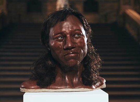 The model of Cheddar Man rendered by Kennis & Kennis Reconstructions features in the Channel 4 television documentary The First Brit: Secrets of the 10,000 Year Old Man
