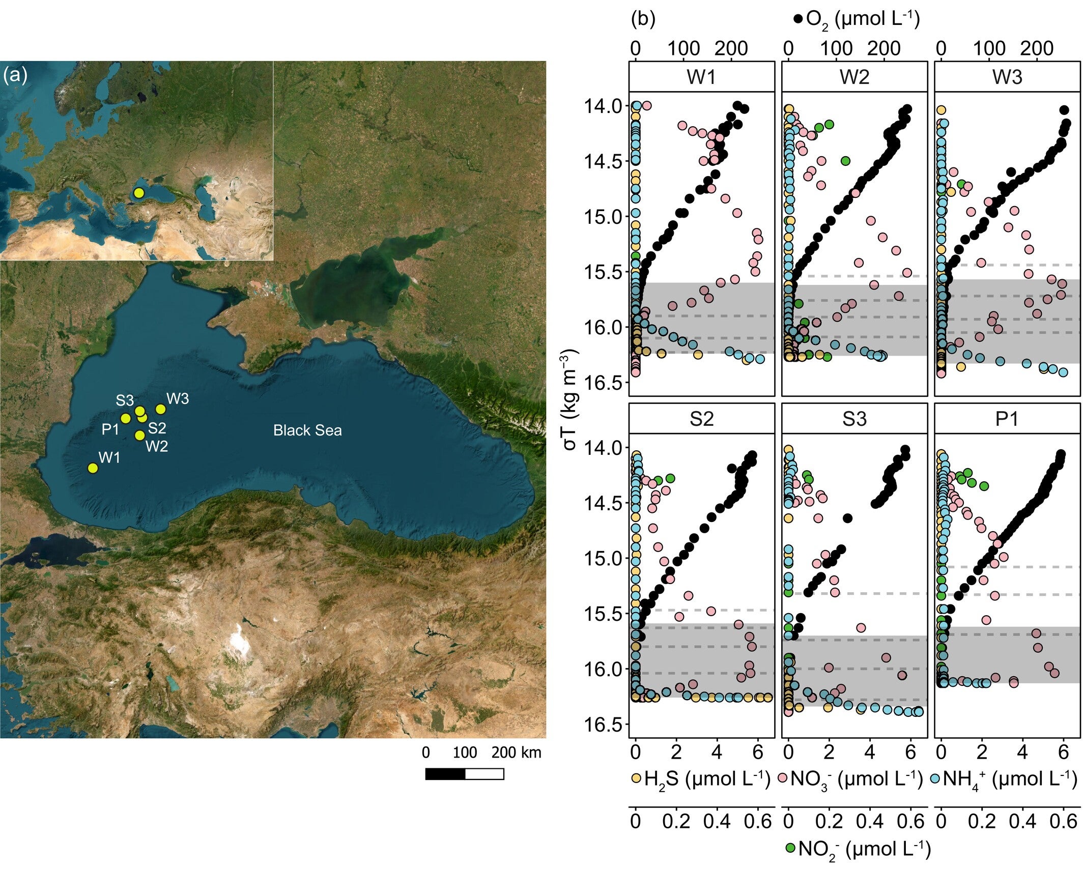 Water column chemistry in the western Black Sea.